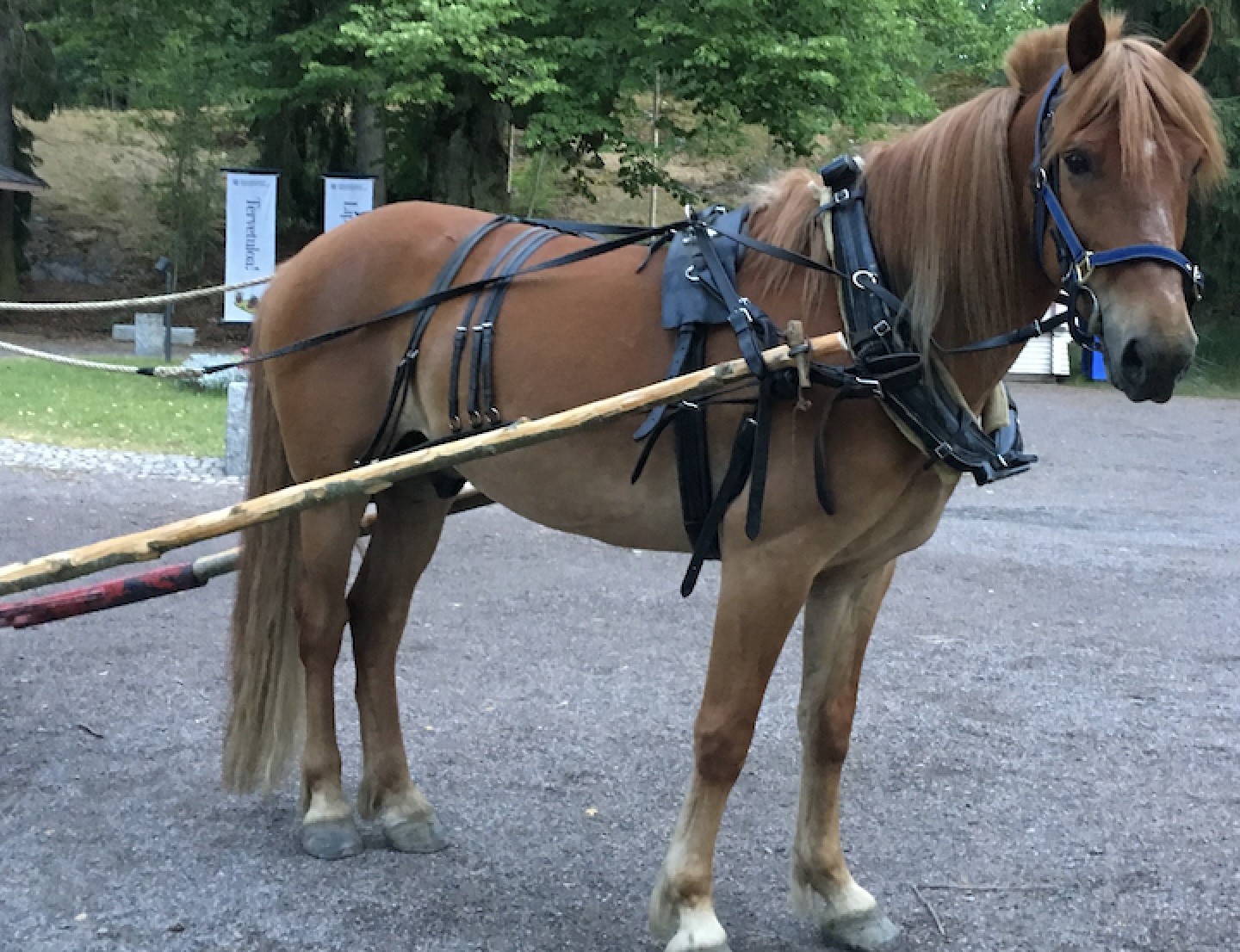 Hevosajelua ja poniratsastusta